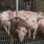 Pigs drinking water