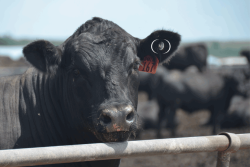What is your definition of traceability?