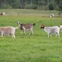 goats.jpg