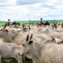 Nelore Cattle