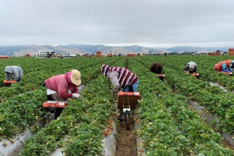 Farmworkers