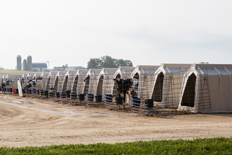 A row of calf hutches