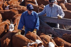 preconditioning_calves_Sam_Wirzba