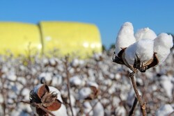 If USDA projections hold, the 2017 U.S. cotton crop could be the largest in over a decade.