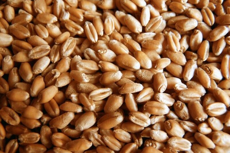 Russia’s poor start to spring means farmers may struggle to collect a wheat crop that’s near to last year’s record.