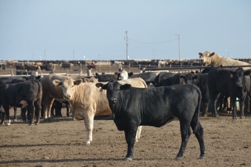 feedlot 