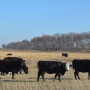 BT_Cows_Corn_Stalks
