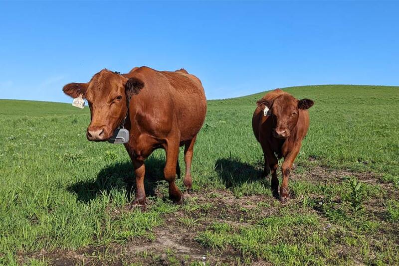 Cows are outfitted with special GPS-enabled collars, which emit signals to direct the cattle to desired locations at set times. 