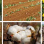 Various crops