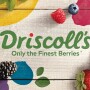 Driscoll's 2016 logo remake