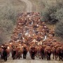 Red Angus cow herd 