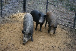 Typically, wild pigs lose consciousness and death occurs within 2.5 to 3 hours after consuming a lethal dose of sodium nitrite.
