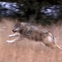 CPW_Wolf_photo.jpg