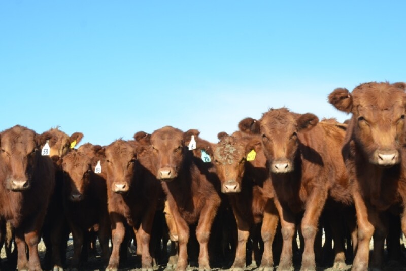 BT_Red_Angus_Heifers