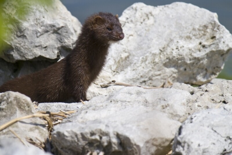 Activists released mink from farms.