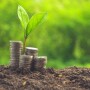 Coins stacked next to a seedling plant