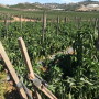 Produce in California
