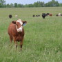 BT_Stocker_Cattle
