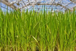 switchgrass