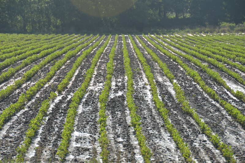 Farmers could soon have access to more accurate rainfall data.
