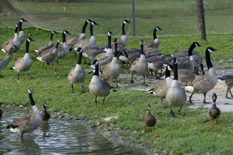 Denver has a growing population of geese.