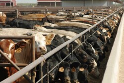 cattle feedyard 2