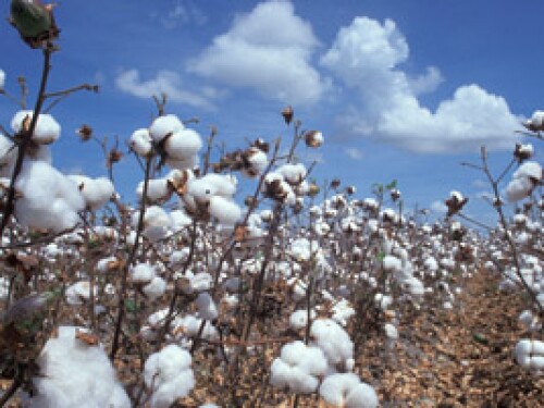 cotton plants