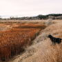 dog in field