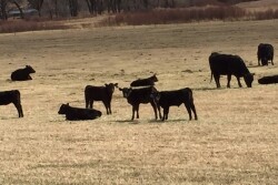 Parasite infection and tolerance also can vary significantly between individual animals on the same pastures, suggesting genetic selection could provide a non-drug tool for minimizing parasite-related losses. 