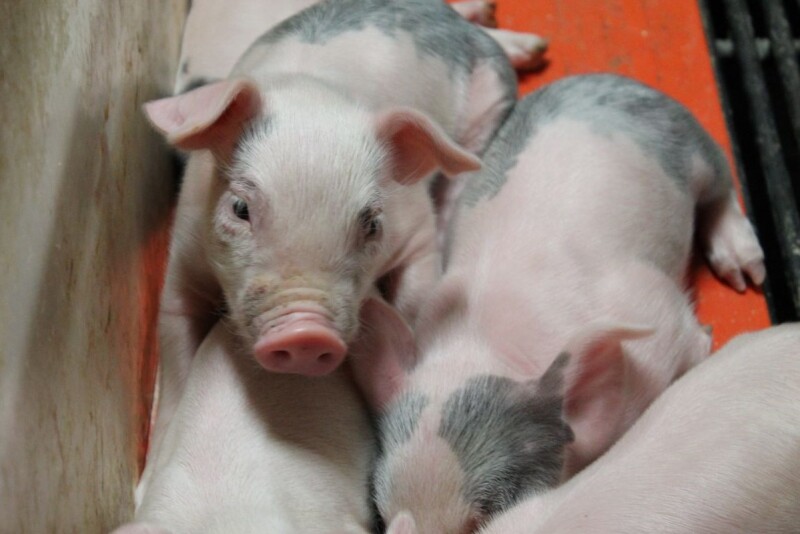 Piglets