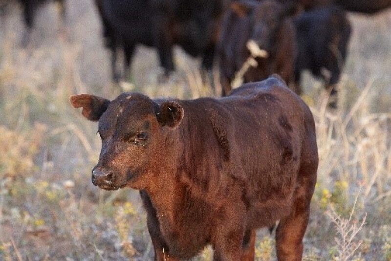 Calf implants pay off with heavier weaning weights.