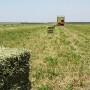 Lower hay supplies and to potential for lower acres and lower production this year could increase hay prices significantly. However, there is much more to profitability than just income over feed. 