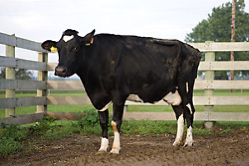 A cow naturally infected with M. avium subspecies paratuberculosis that is in the late stages of disease and has typical clinical signs such as weight loss, watery diarrhea, and general poor health. This cow is part of a study herd used in research on Johne’s disease at the National Animal Disease Center, Ames, Iowa.