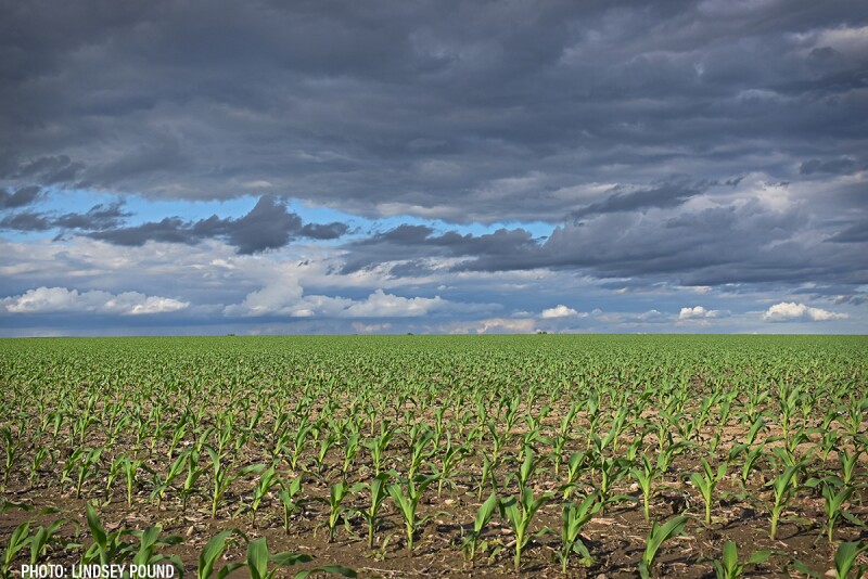 young corn field wet soil clouds weather rain - Lindsey Pound