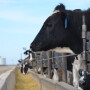 BT_Dairy_Steer_Feedlot