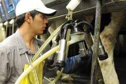 dairy worker 