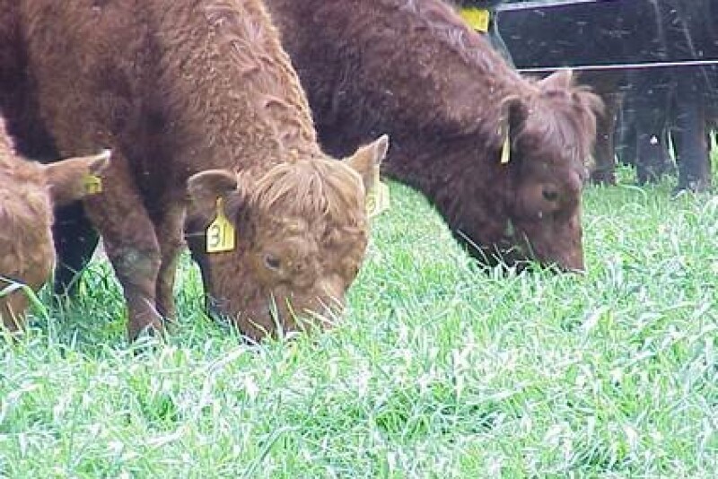 BT_cover_crop_grazing_cattle