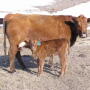 cow_calf_red_unl
