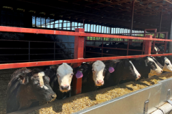 cow housing