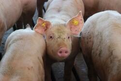 Pig