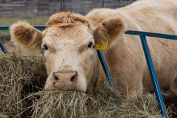 Cows