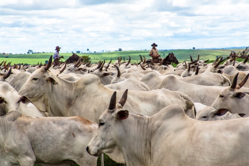 Nelore Cattle
