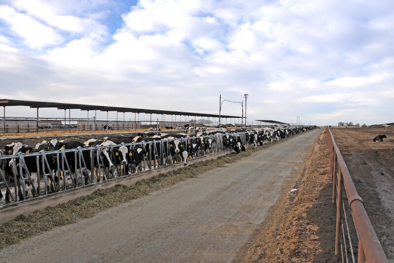 Productive dairy cows may experience heat stress when the Temperature Humidity Index (THI) is 68 or greater. 