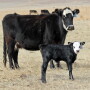 Maintain body condition after calving