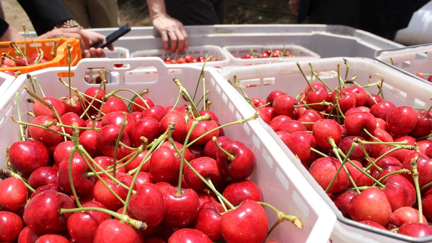 Chilean growers look at “marathon” to beat COVID-19 - The Packer