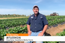 Strawberry production will continue despite COVID-19.