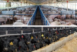Pigs and cattle