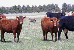 Cows