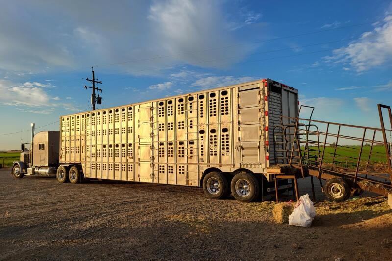 cattle truck