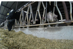 haylage consumed